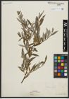 Foto von Salix alba L.